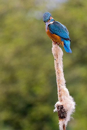 Kingfisher Long way Down  © Bob Riach