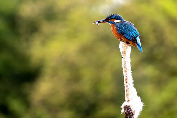 Kingfisher on a Bullrush With A Fish © Bob Riach