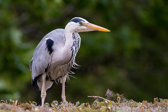 Heron © Bob Riach