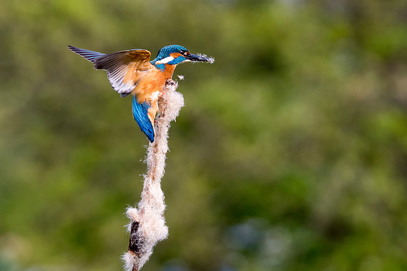 Kingfisher Bullrush 6  © Bob Riach