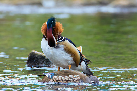 Mandarin Who's The Boss © Bob Riach