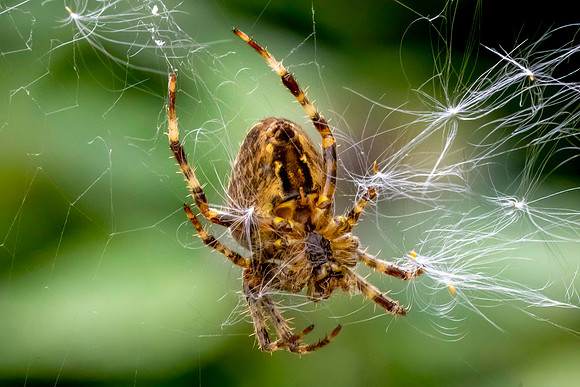 _DSC2333 Spider © Bob Riach
