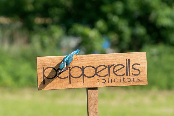 001 Pepperells Kingfisher Just pointing  © Bob Riach