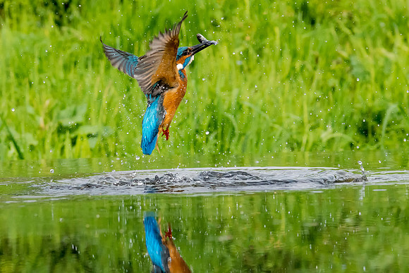 002 Kingfisher out of Water © Bob Riach