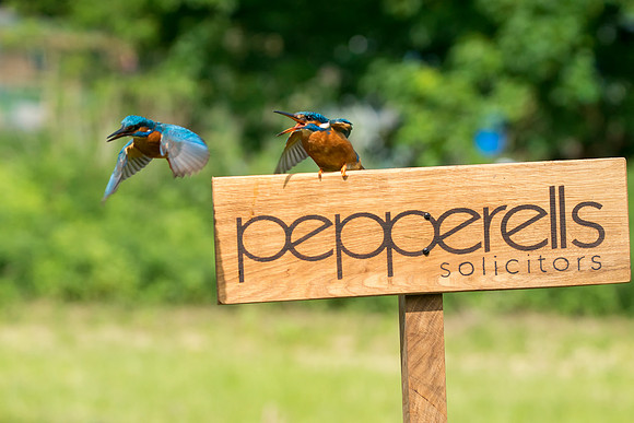 001 Pepperells Kingfisher Falling Out © Bob Riach