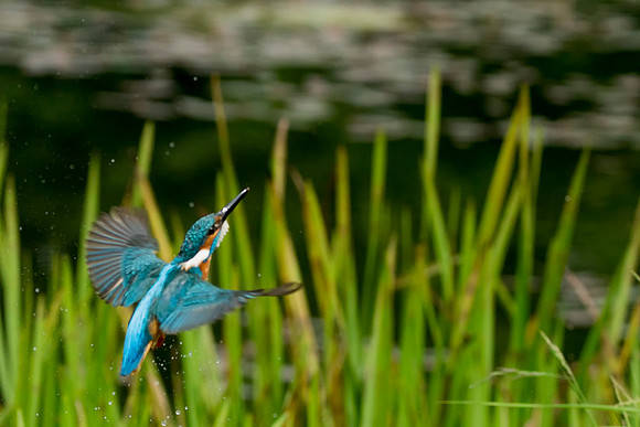 005 Kingfisher  © Bob Riach
