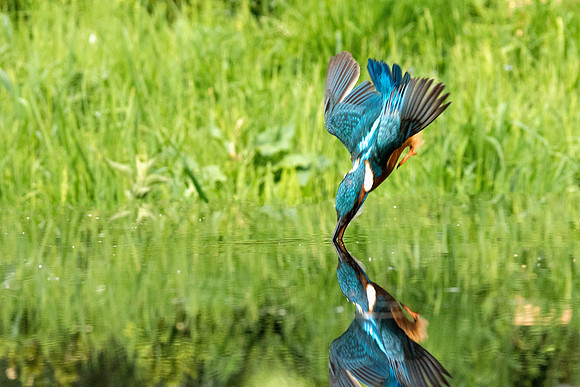 003 Kingfisher Dive Water Reflection © Bob Riach