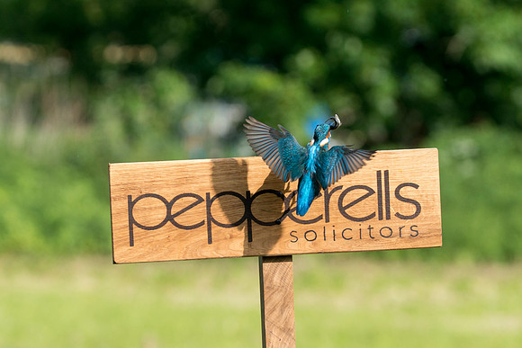 008 Kingfisher Sign © Bob Riach