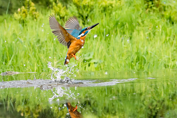 008 Pepperells Kingfisher © Bob Riach