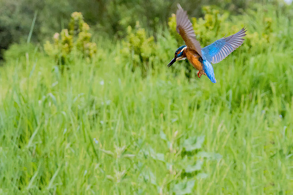 009 Kingfisher Grass © Bob Riach