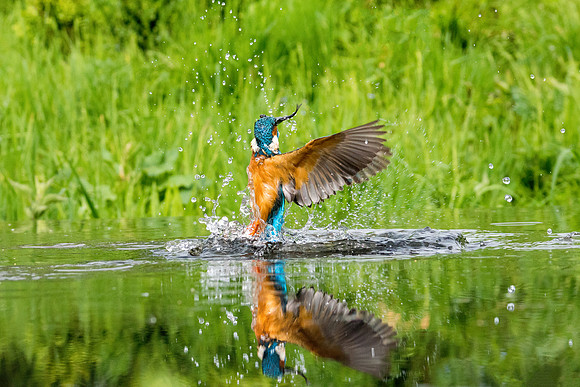010 Kingfisher out of Water © Bob Riach