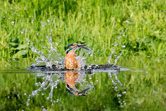 0025 Kingfisher  Fish out of Water © Bob Riach