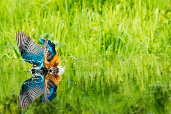 0026 Kingfisher in the  Water © Bob Riach