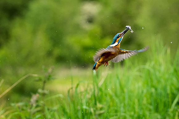 0090 Kingfisher Fishing  © Bob Riach