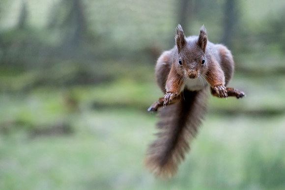 DSC00723 ~Red Squirrel © Bob Riach