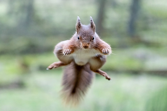 DSC01473 Red Squirrel Jumop