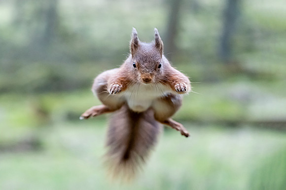 DSC01473 Red Squirrel Jump © Bob Riach