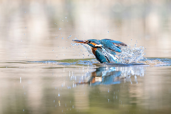 _DSC2457 Kingfisher © Bob Riach