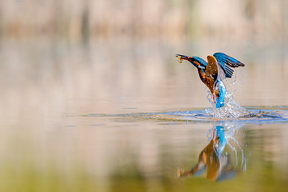 _DSC2661 Kingfisher © Bob Riach