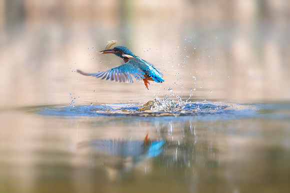 _DSC2380 Kingfisher © Bob Riach
