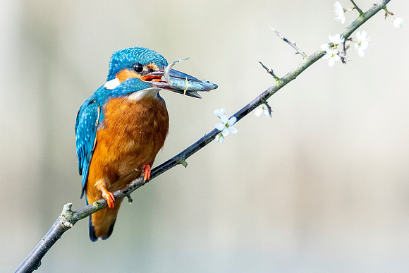 _DSC2882. Kingfisher  © Bob Riach jpg