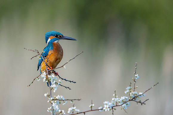_DSC2853 Kingfisher © Bob Riach