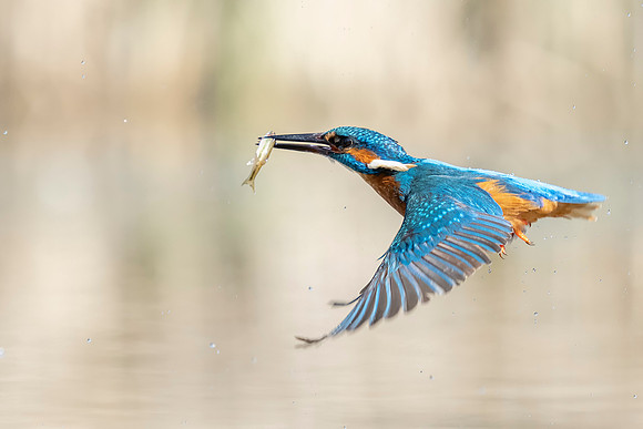 _DSC2711 Kingfisher © Bob Riach