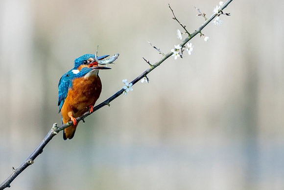 _DSC2884 Kingfisher © Bob Riach