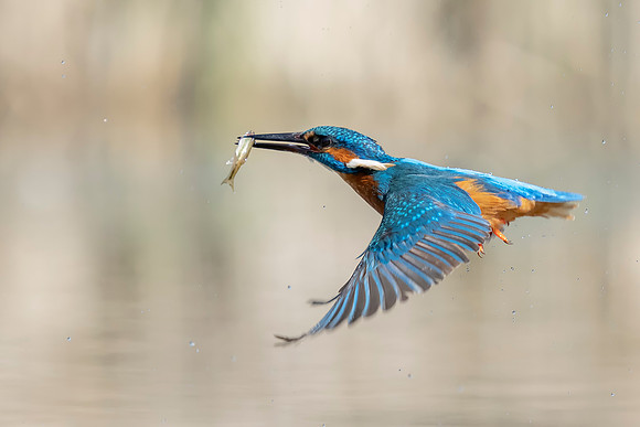 _DSC2711-2 Kingfisher © Bob Riach
