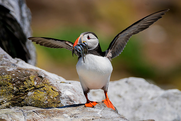 Fish Supper © Bob Riach