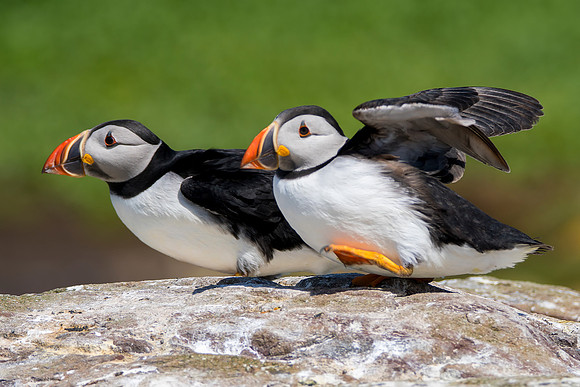 Dancing Puffins © Bob Riach
