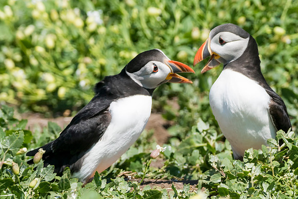 Puffin Gossiping  © Bob Riach