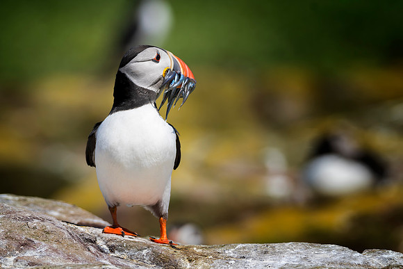 Puffin With Fish Supper © Bob Riach