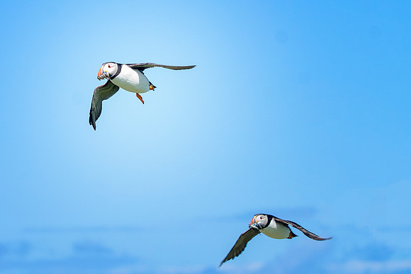 Puffins Hurry up © Bob Riach