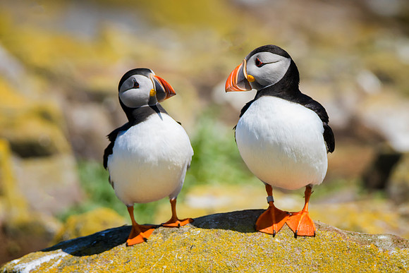 Two Puffins © Bob Riach