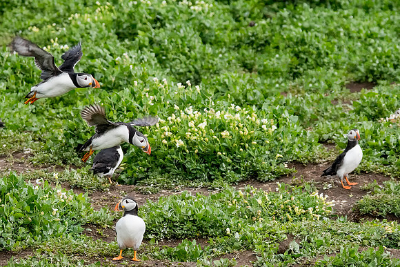 Puffin 2 © Bob Riach