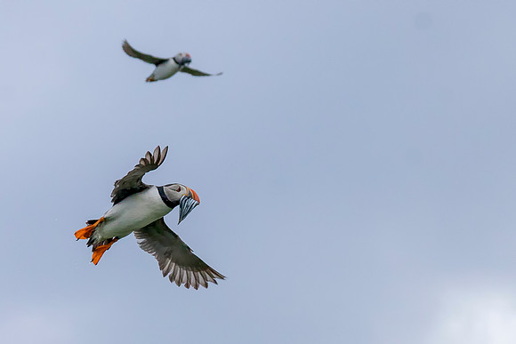 Puffin 1 © Bob Riach