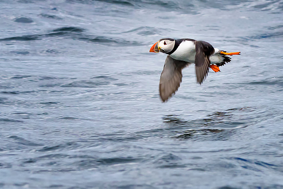 Puffin at Sea © Bob Riach