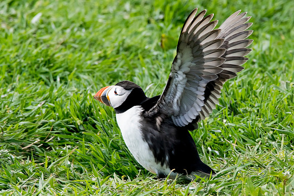 Puffin in Grass © Bob Riach
