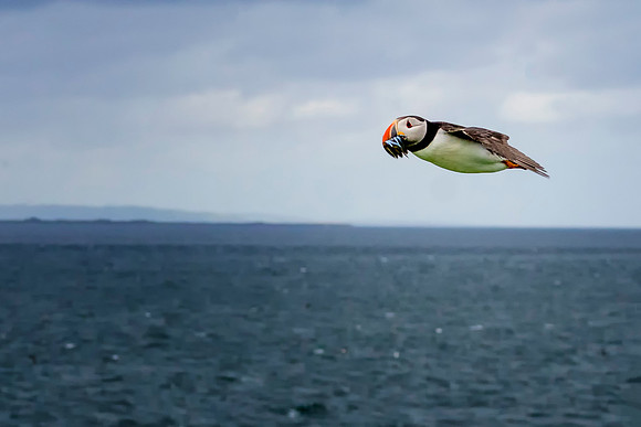 Puffin The Bullet © Bob Riach