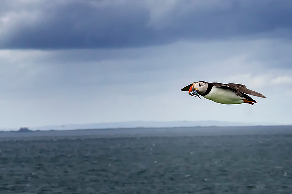 Puffin The Bullet in Flight © Bob Riach