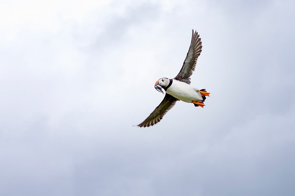 Puffin with Fish 2 © Bob Riach