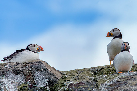 Puffins © Bob Riach