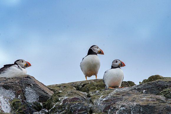 Puffins 3 © Bob Riach