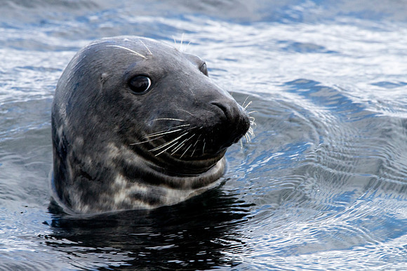 Seal at Sea © Bob Riach