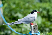 Animals & Birds