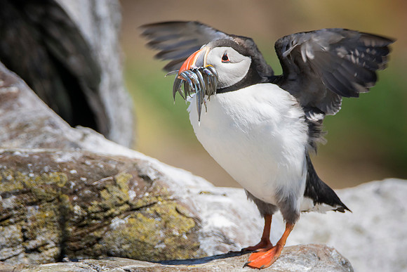 Puffin Back From a Fishing Trip © Bob Riach