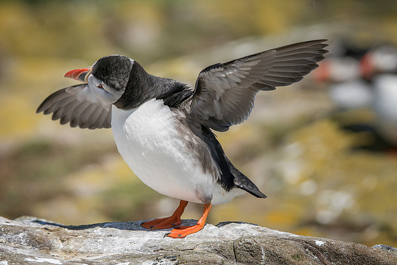 Shy Puffin Wings Open © Bob Riach