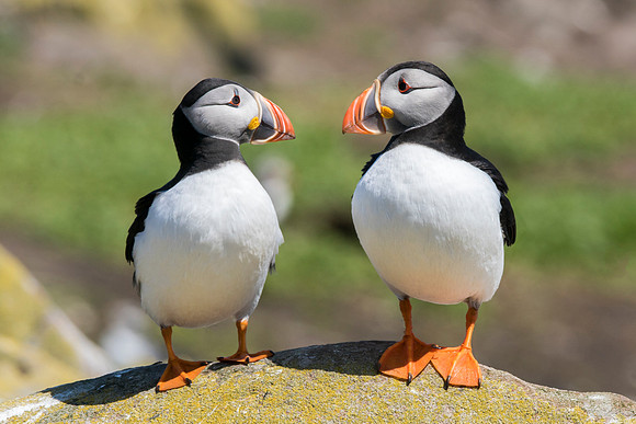 2 Puffins © Jo Bird