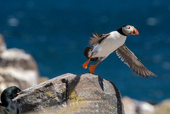 Flying Puffin 6 © Jo Bird